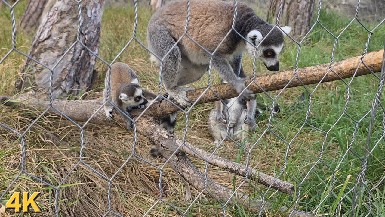 Lemurs & Exotic Monkeys in 4K 🐒 | Rare Wildlife Moments