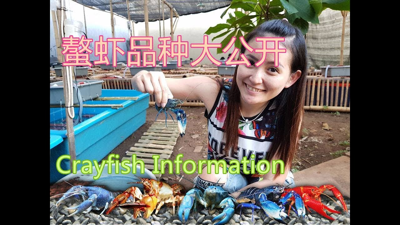 Crayfish螯虾大公开 papua crayfish Variety species intro印尼螯蝦
