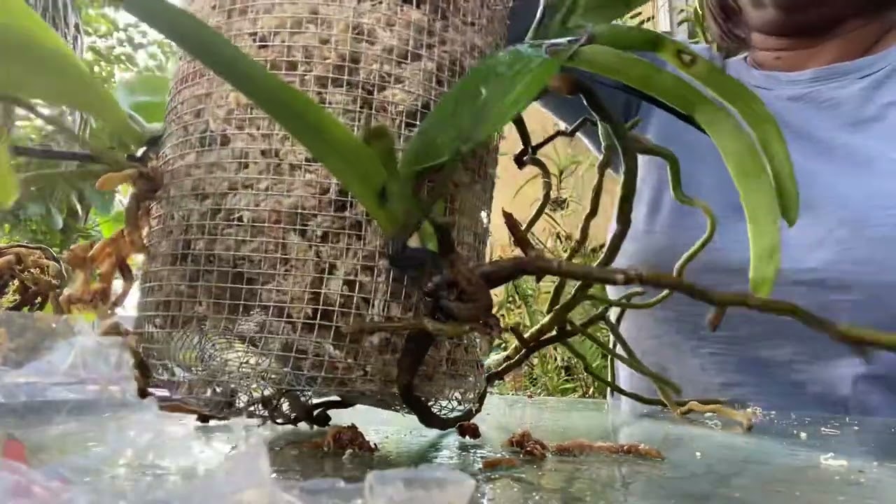 How I make wire baskets to mount my Rhyncostylis orchids#orchidcare #orchids