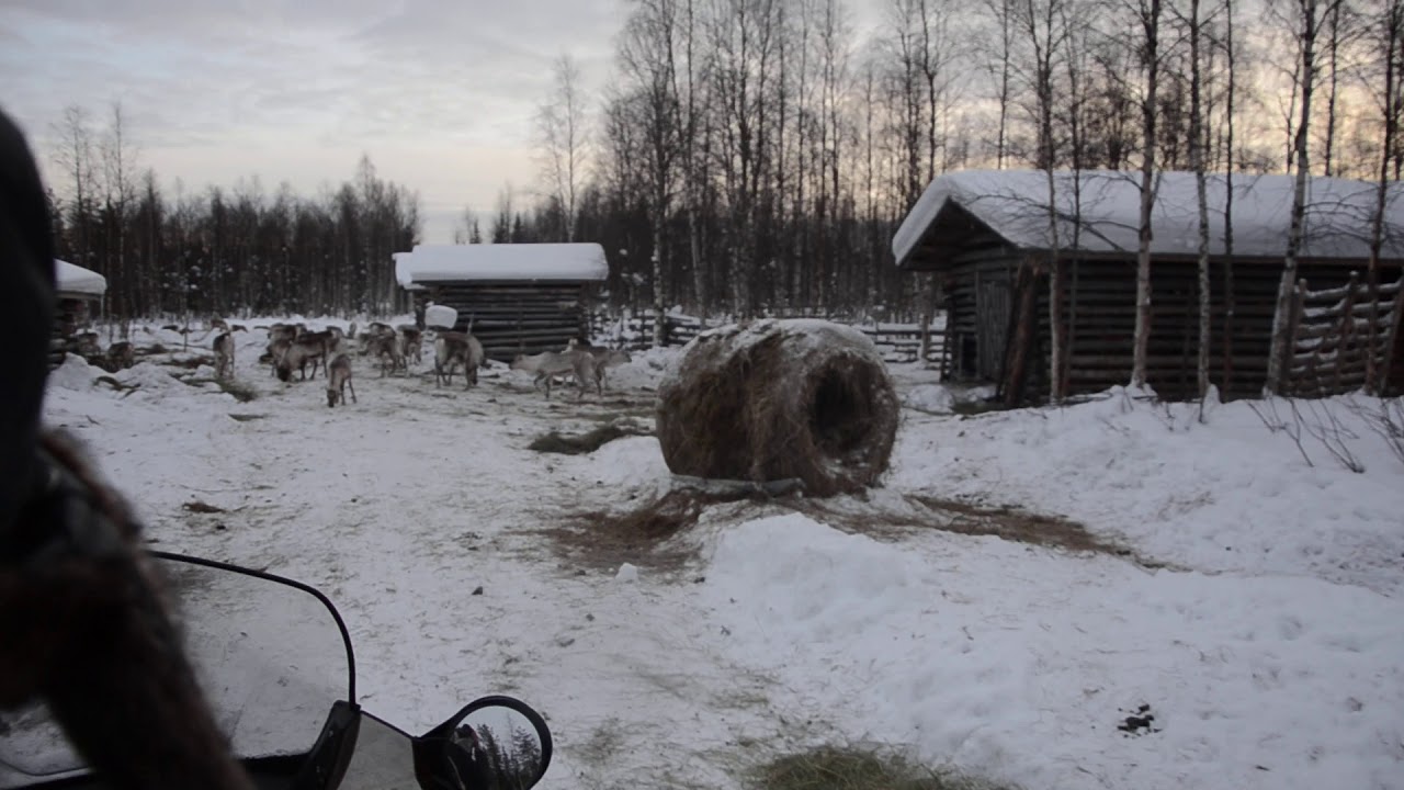 Suomen Lappi. Poroja. Visit Finland.