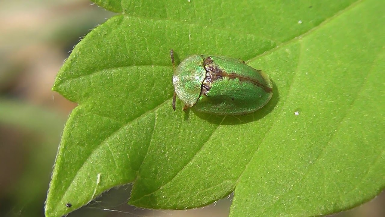 БИОСФЕРА: 145. Щитоноска Пижмовая (Cassida vibex)