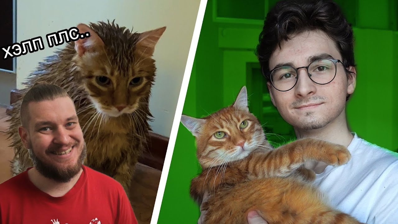 ТРАНСФОРМАЦИЯ КОТА за 24 часа | РЕАКЦИЯ на Брайна Мапса