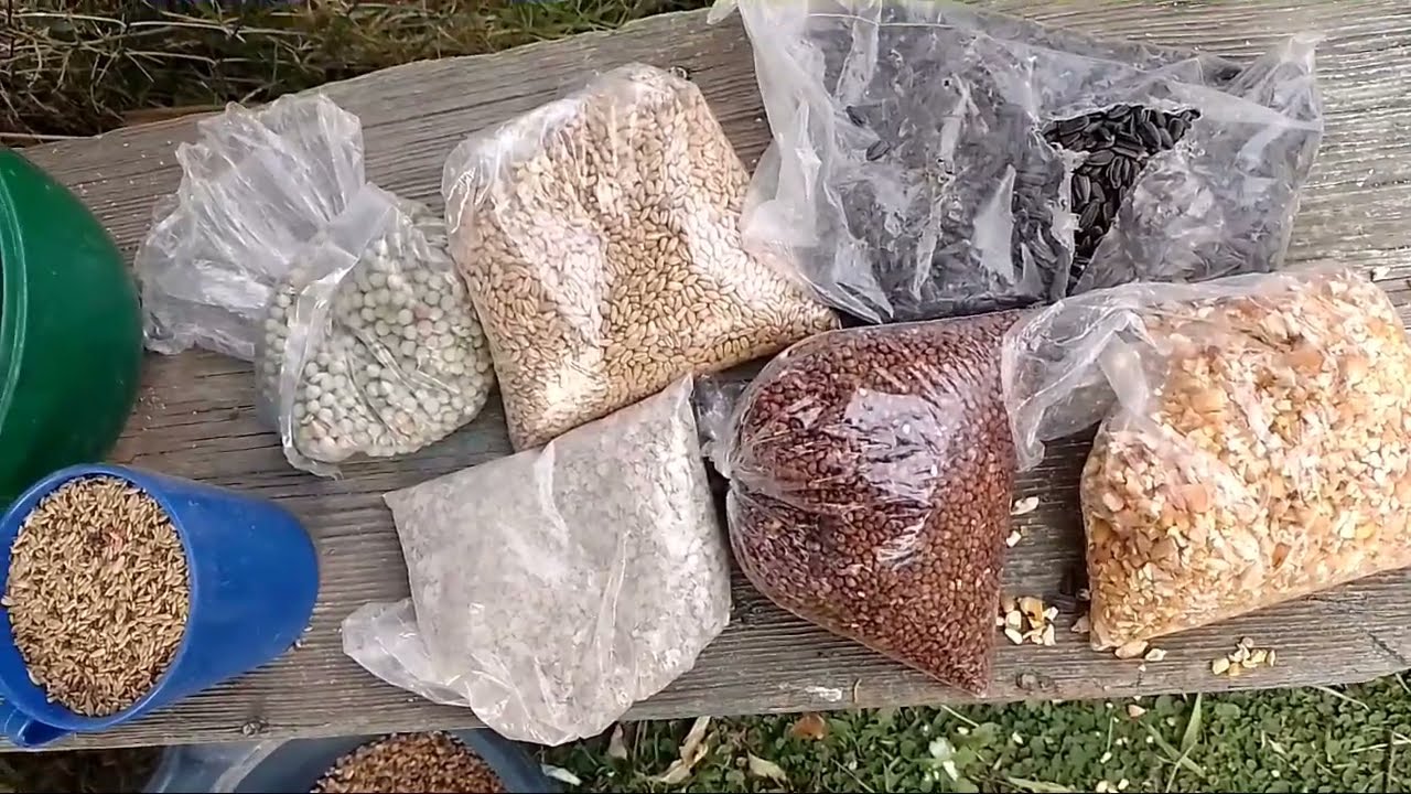 comida para cardenal pica hueso .chiviro) reina mora rey del bosque la mejor mescla