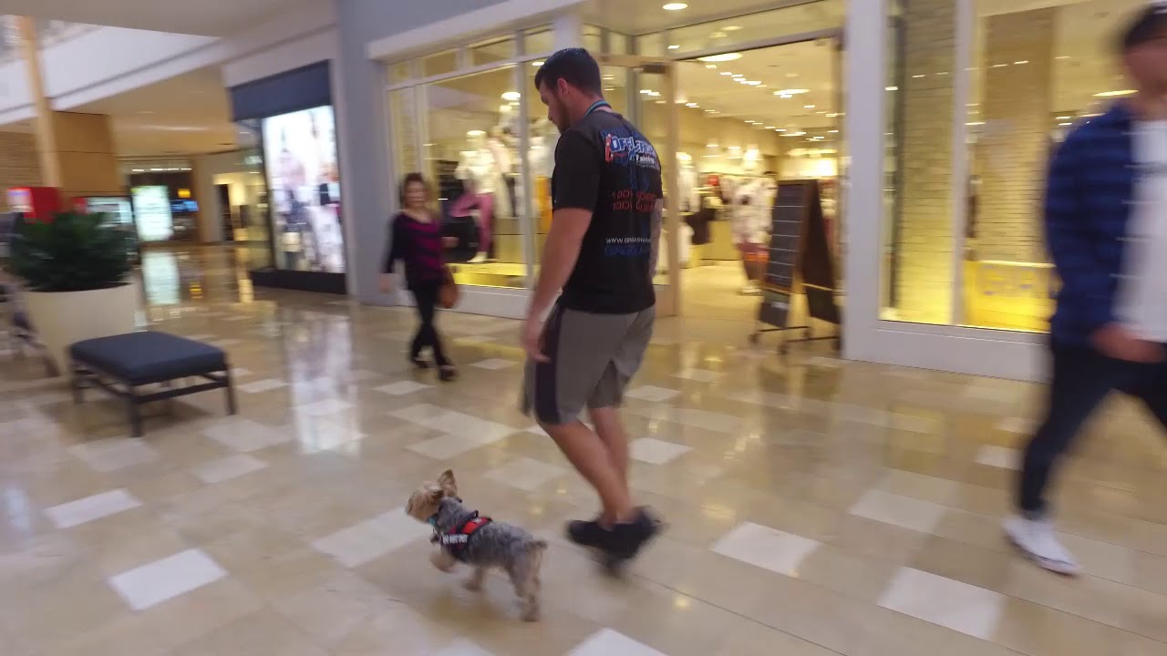 Guinness 6 yo aggressive Yorki Best Arizona Dog Trainers