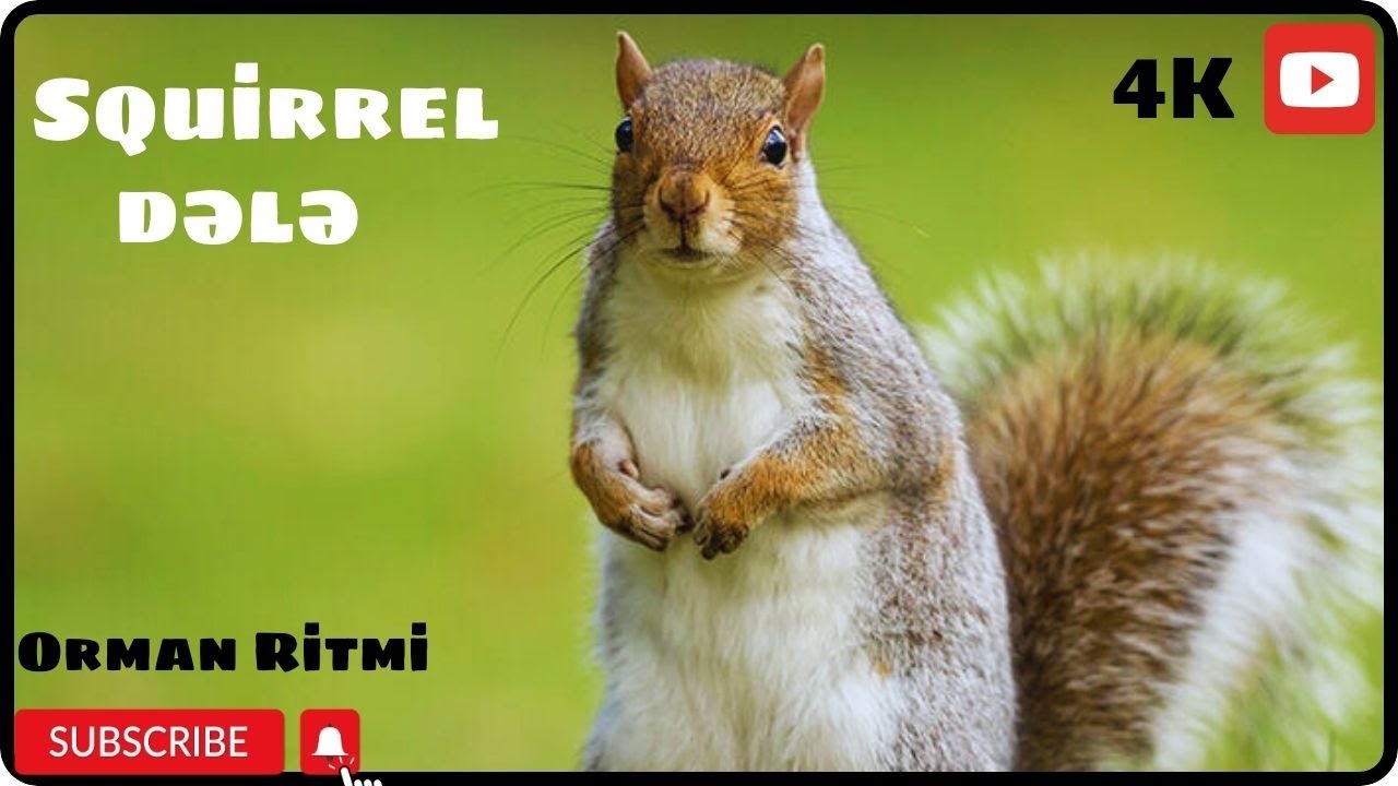 Cowardly and naughty squirrels  4K HD  (Qorxaq və dəcəl dələlər)