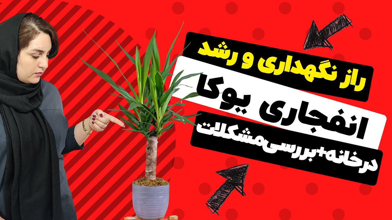 شرایط درست نگهداری یوکا در خانه، بررسی مشکلات و راه حل اونها | Yucca