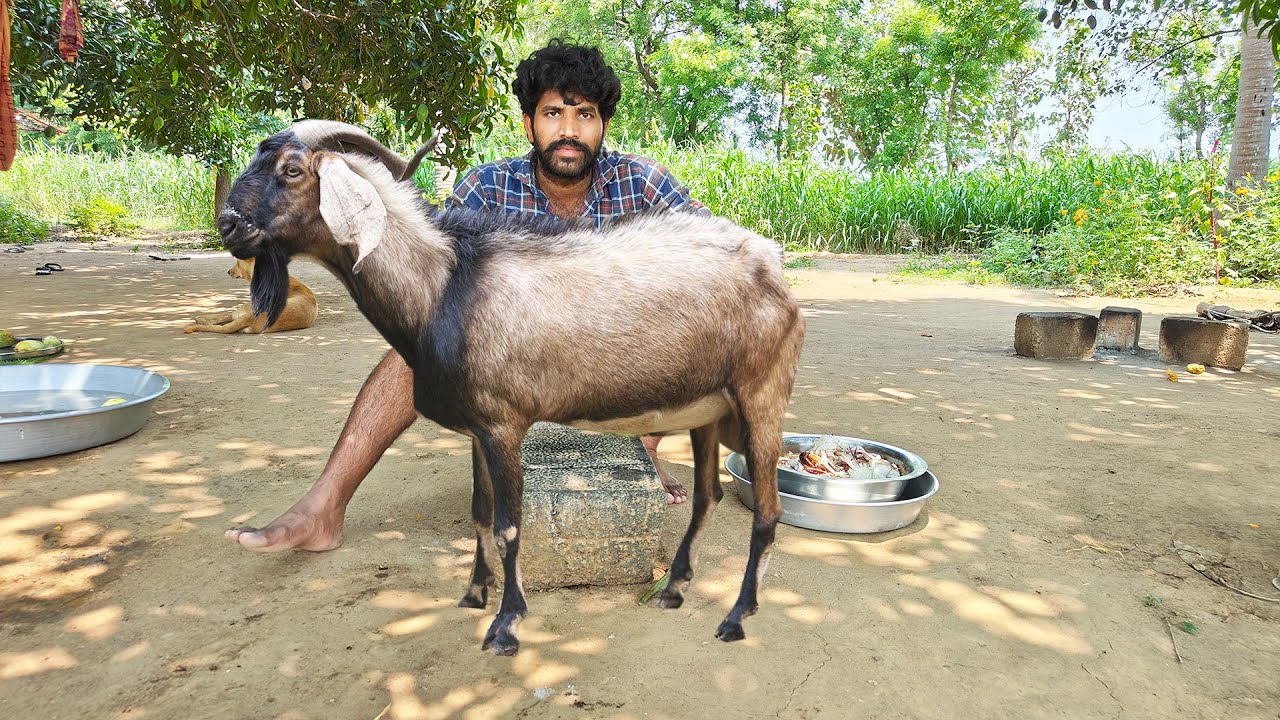 FULL GOAT Thathoori 5 KG BIRIYANI EATING IN VILLAGE MAN || VILLAGE STYLE COOKING