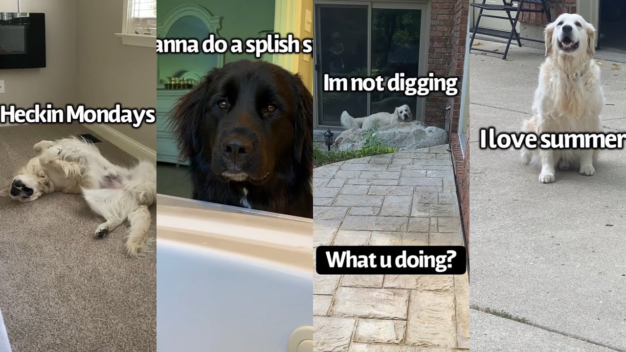 Monday Shenanigans With My Dogs