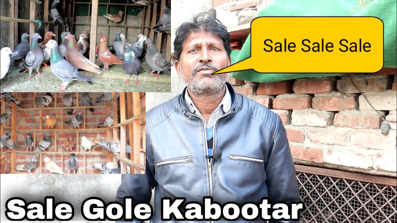 Sale patiyala Gole Kabootar | Dehli Mandoli | 750 Rs par 🔥 m no.7011978284