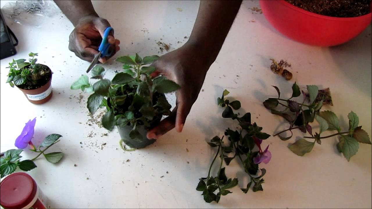 Potting Up Achimenes Tip Cuttings