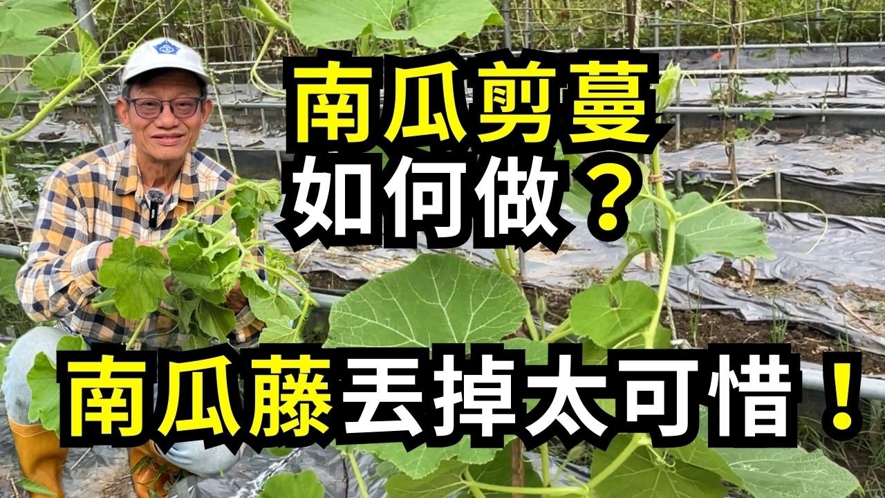 南瓜剪蔓剪枝如何做？剪完南瓜藤丟掉太可惜，處理一下又變成一道美味菜餚，栗子南瓜雙蔓整枝方法分享| 阿星種植