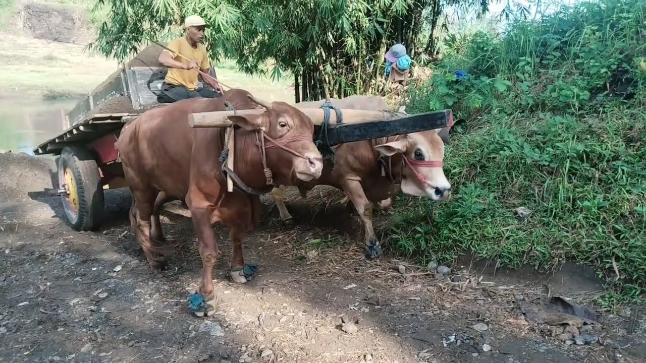 PEGON / PEDATI II ALAT PENGANGKUT TRADISIONAL YANG MASIH BERTAHAN DI AMBULU JEMBER