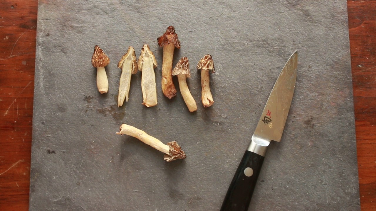Half Free Morels or Morchella semilibera