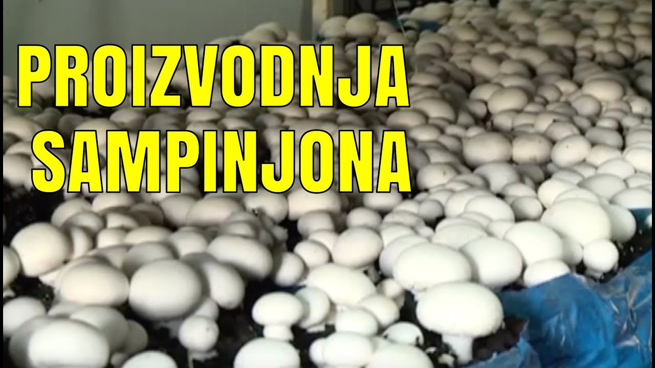 PROIZVODNJA SAMPINJONA U PLASTENICIMA