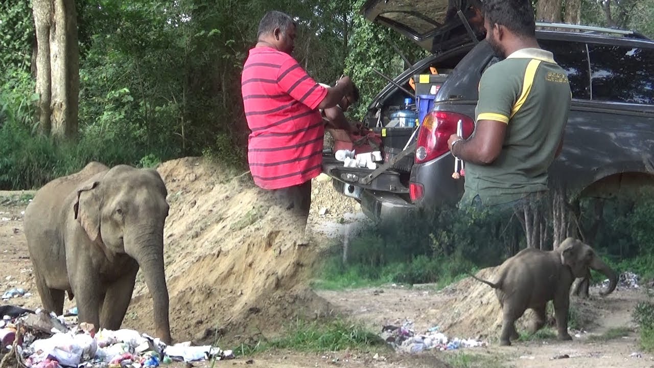 The wounded elephant treated by wildlife officers !