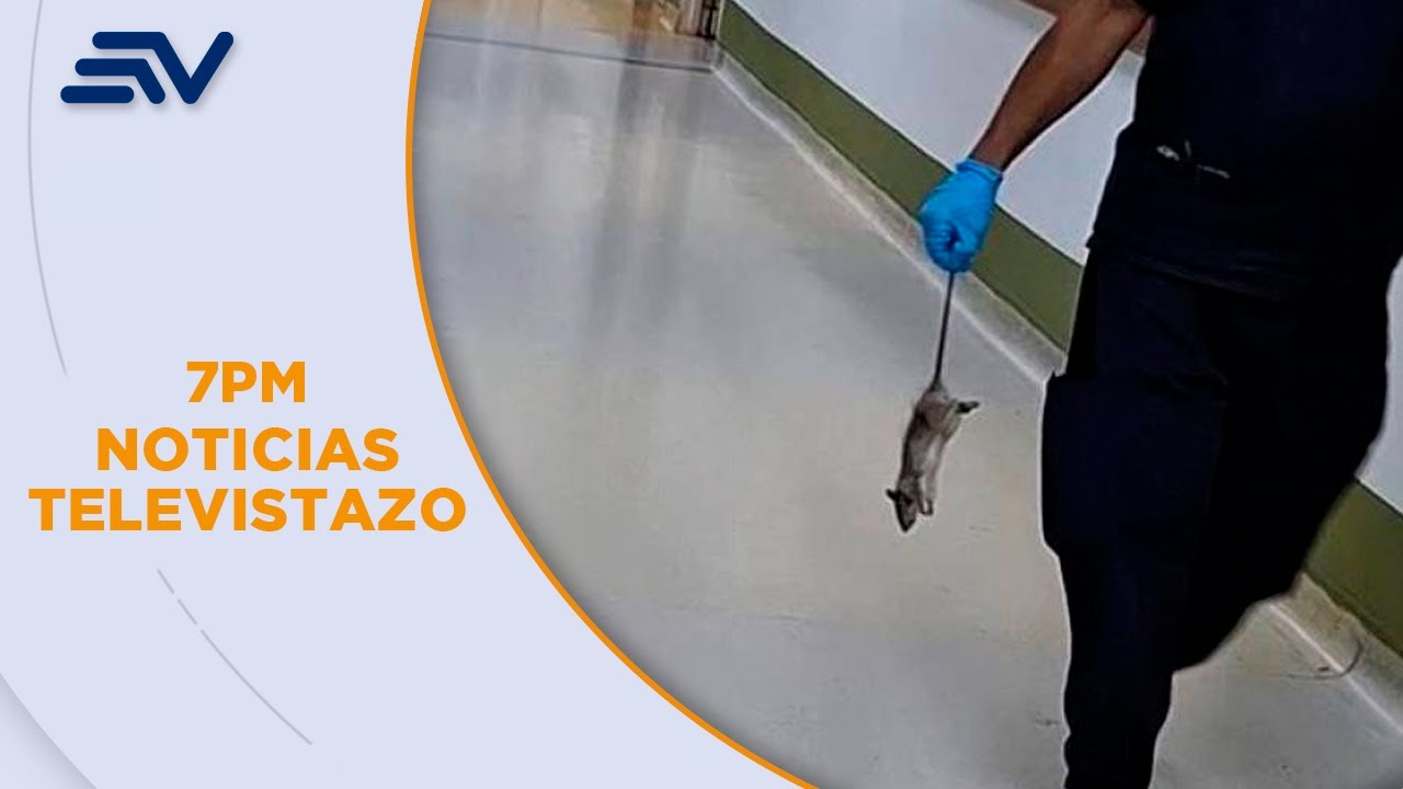 Mujer denuncia haber sido mordida por una rata en el hospital Teodoro Maldonado Carbo | Televistazo