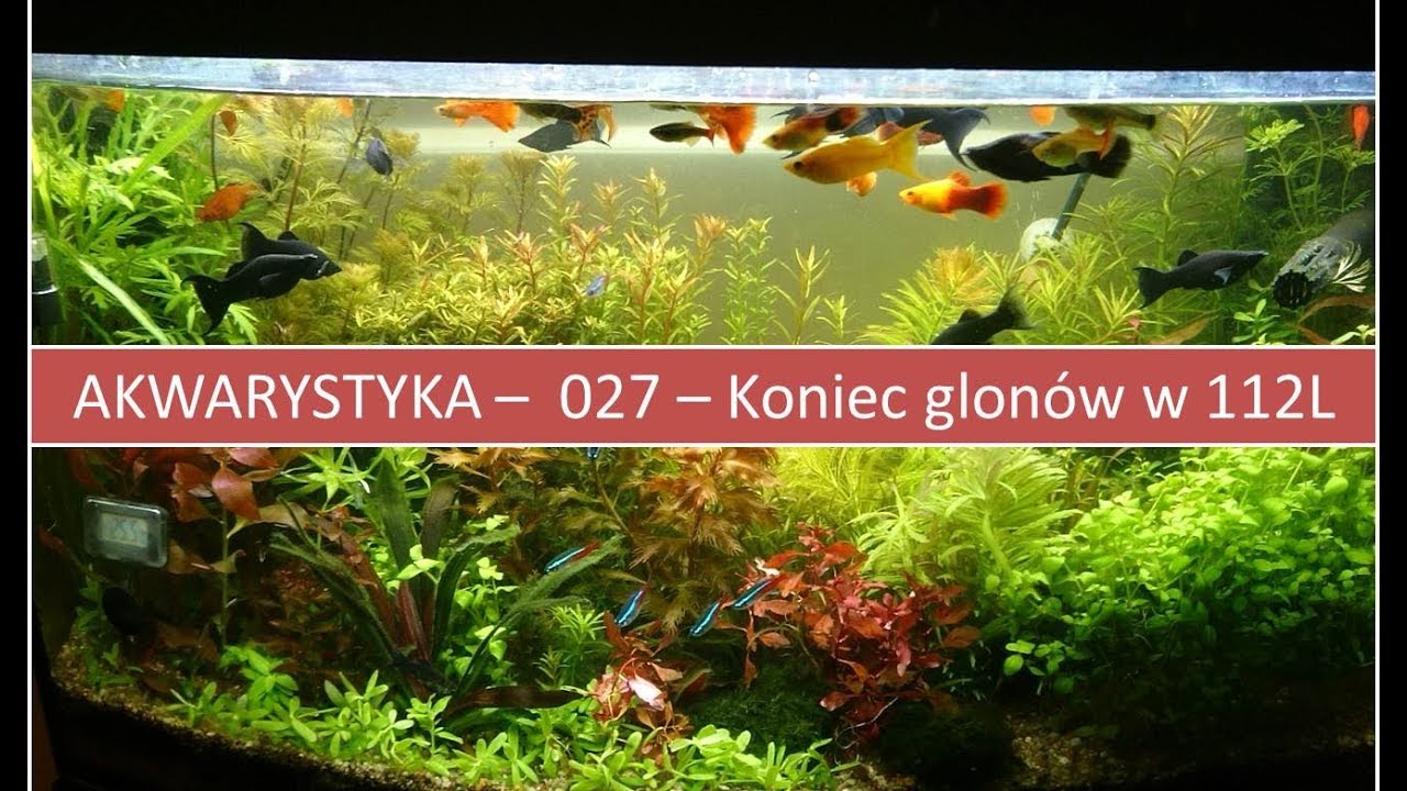 Akwarystyka – 027.  Krok po kroku jak pozbyć się glonów - Podsumowanie