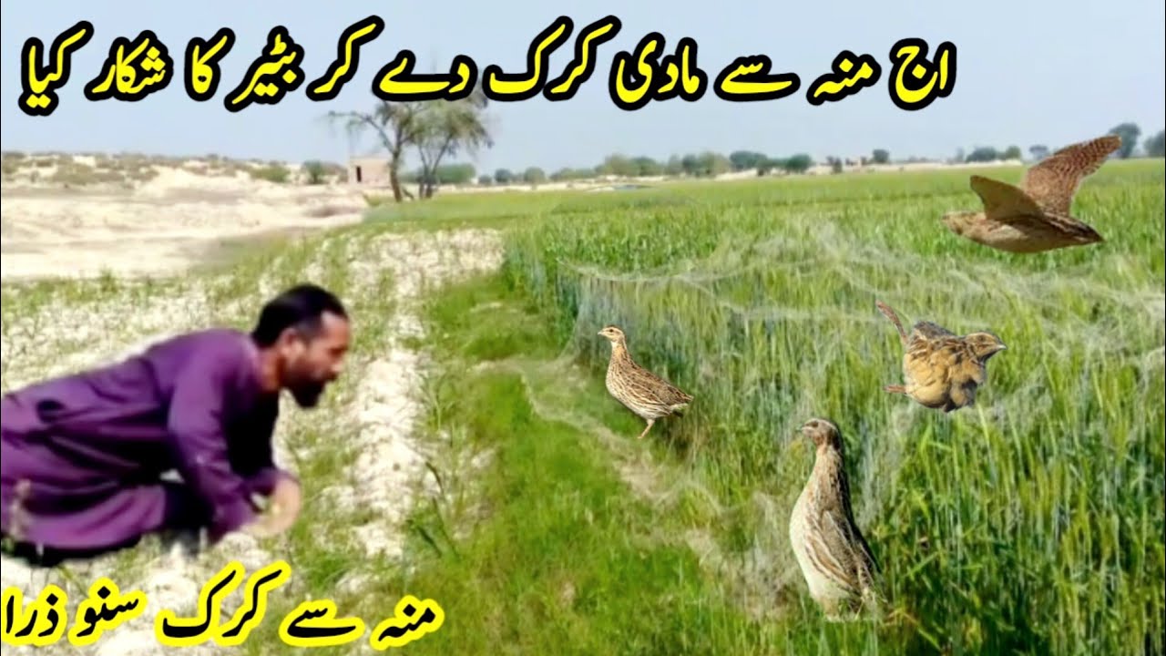 batair ka shikar 2025 / Easy technique of hunting quails / quail hunting by net  very munda