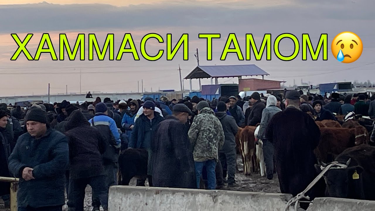 КАРШИ КАРВОН МОЛ БОЗОРИ НАРХЛАРИ 2026-ЙИЛ 2-ФЕВРАЛ! QARSHI KARVON MOL BOZORI NARXLARI 2-FEVRAL!