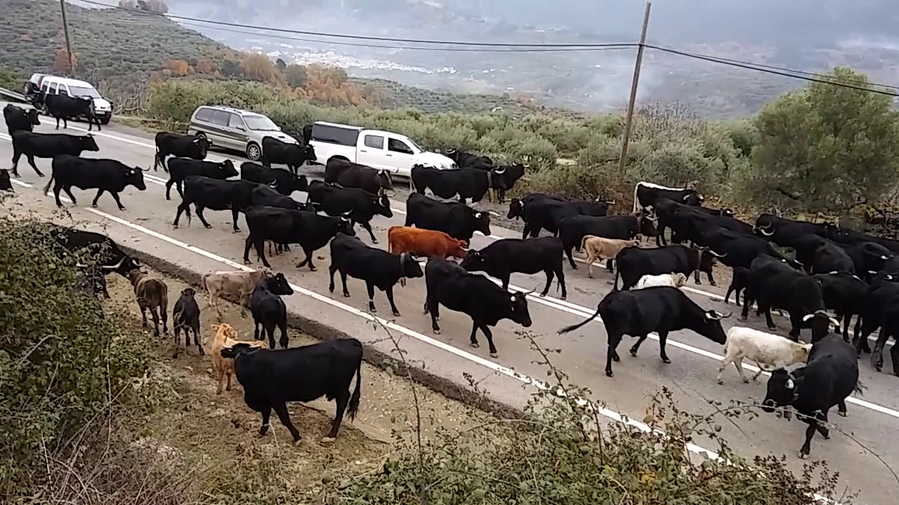 TRASHUMANCIA en cuevas del valle