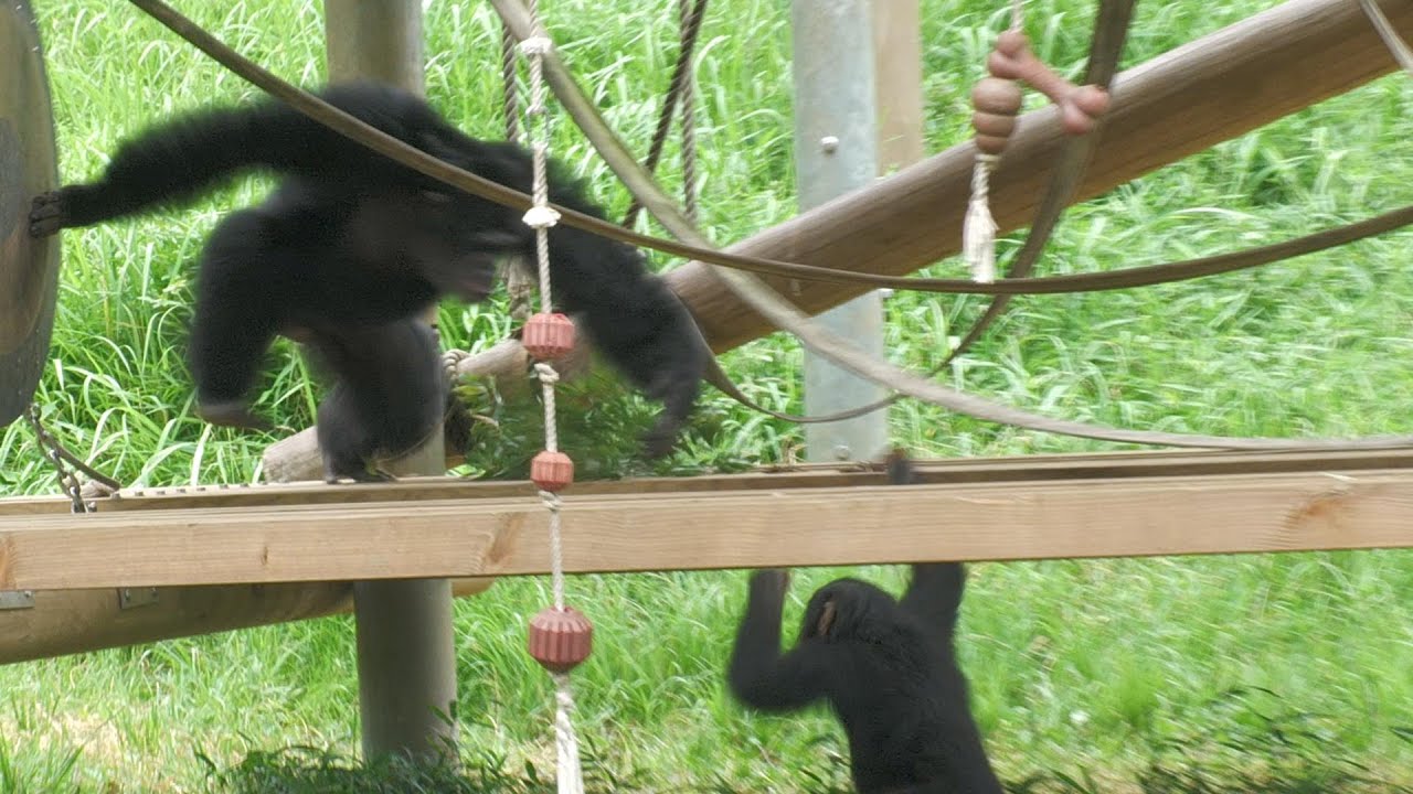 ジンに説教されるイブキ　多摩動物公園　チンパンジー　202407