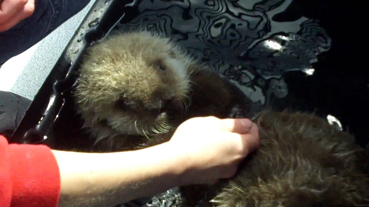 Feeding Tazo