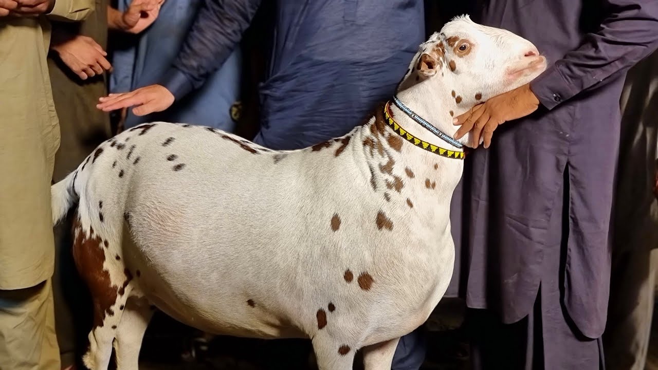 HeavyWeight Tedda Wins Faisalabad Goat Show 2022