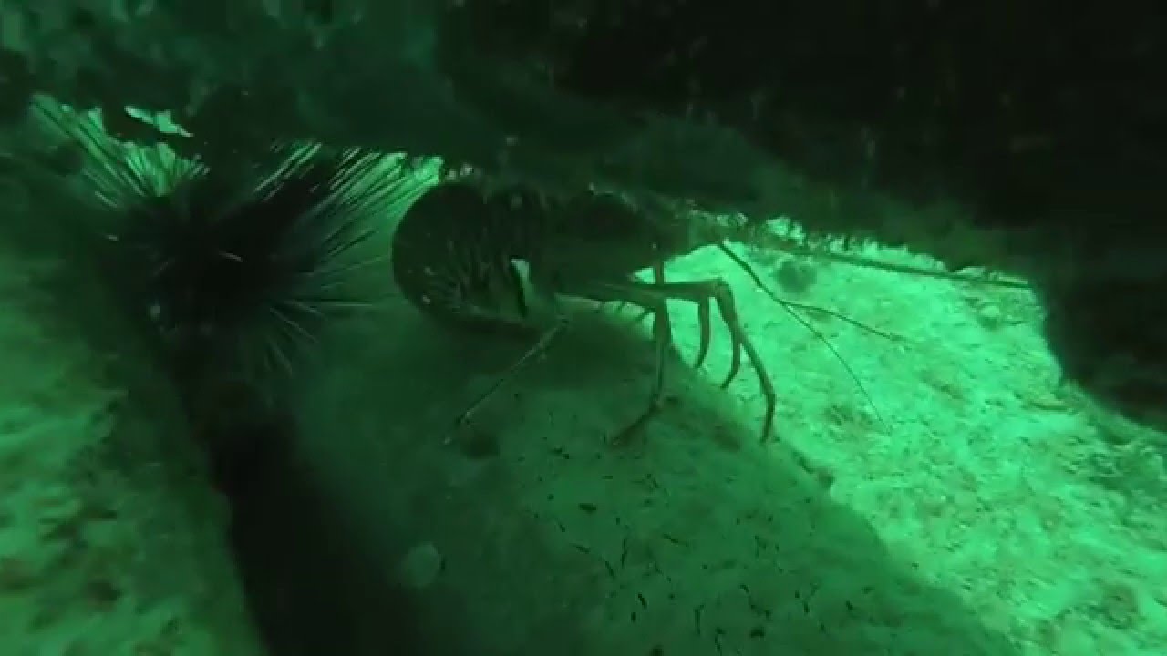 Mosquito Pier 06