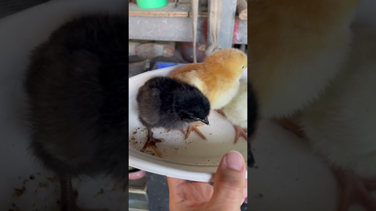 珍しい色のヒヨコが産まれた