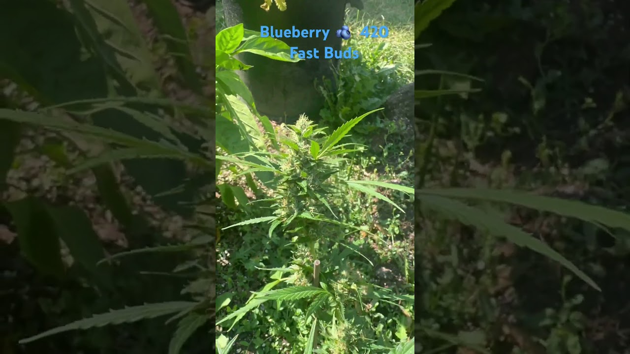Blueberry 🫐 @FastBudsGenetics  @FastBuds  grown in legal state of Ohio