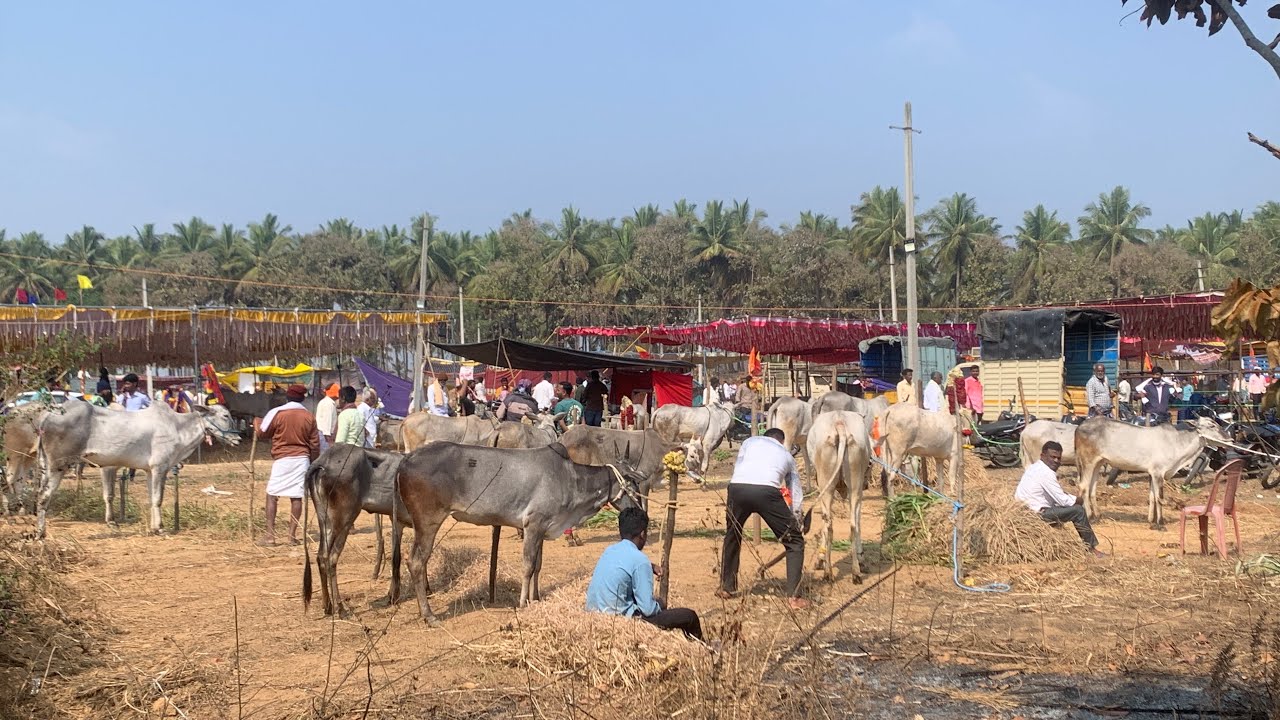 ಕೆಂಗಲ್ ದನಗಳ ಜಾತ್ರೆ 2026 - ಹಳ್ಳಿಕಾರ್ ರಾಸುಗಳ ಹಬ್ಬ 