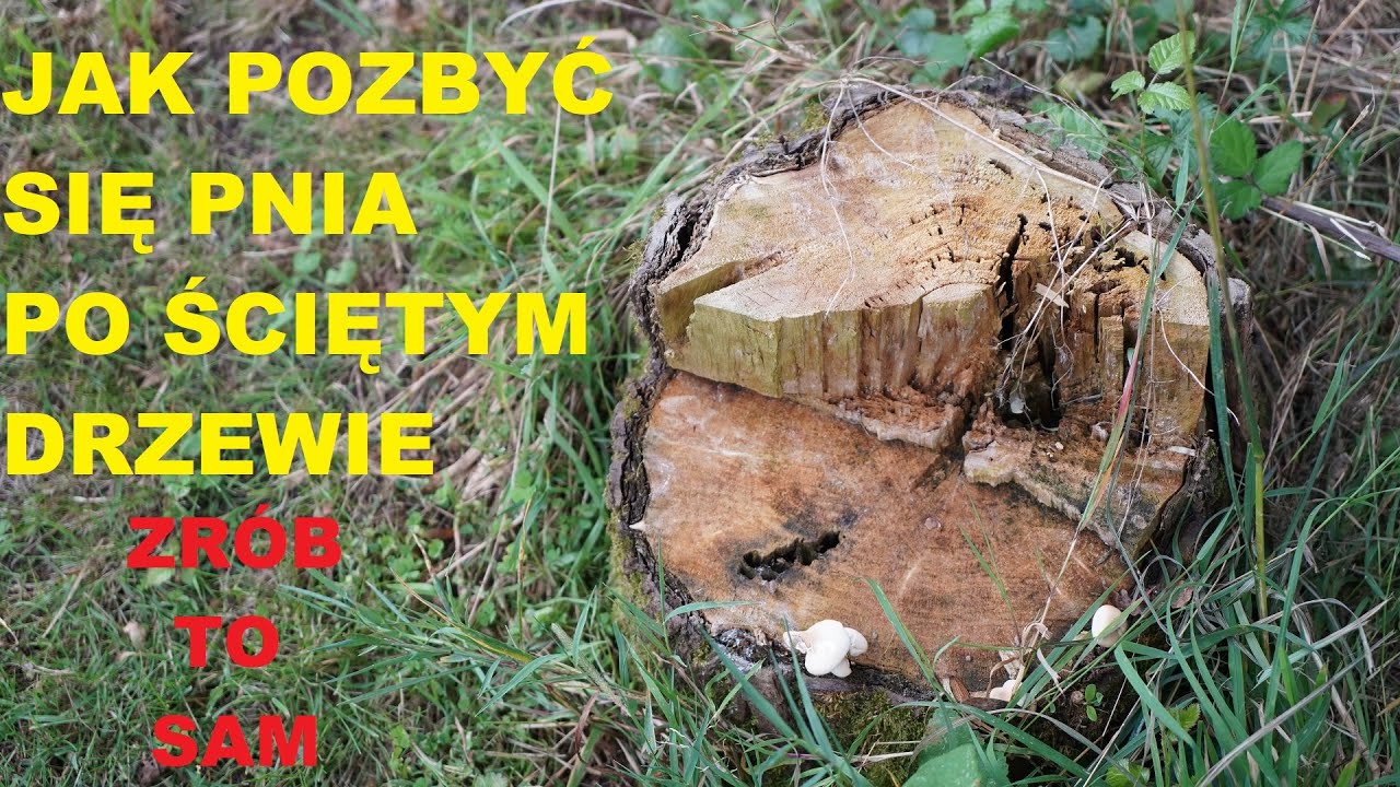 3 способа избавиться от поваленного ствола дерева.