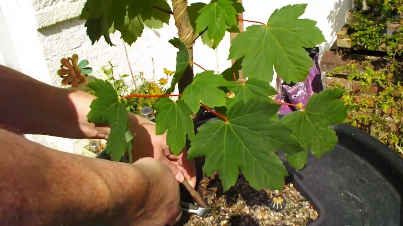 119. Big Sycamore. Big chop!