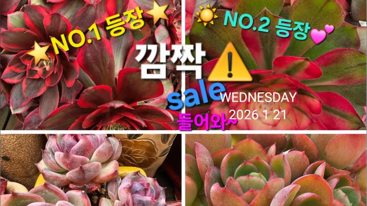 📢깜짝⏬️세일에케‼️에오니움NO.1도 등장💗어쩔수없다.사야지.😝 #선녀와나무꽃 #다육이 #에오니움 #인천다육 #초보다육 #매니아 #국민다육 #에케다육 