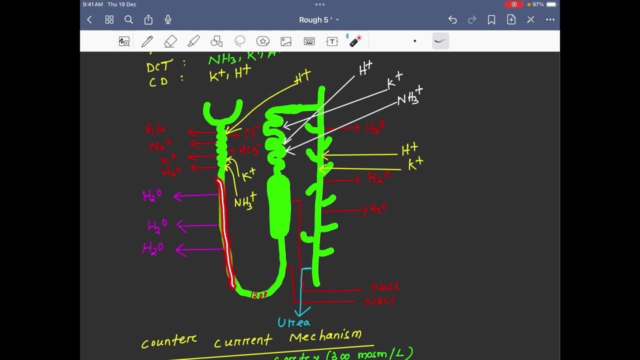TUBULAR SECRETION.L10