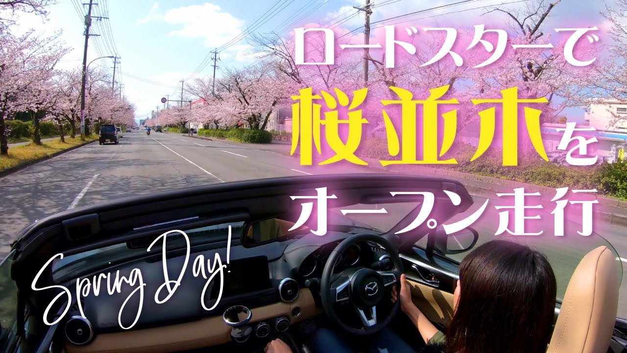 ロードスターで1.5kmの桜並木をオープンドライブ！