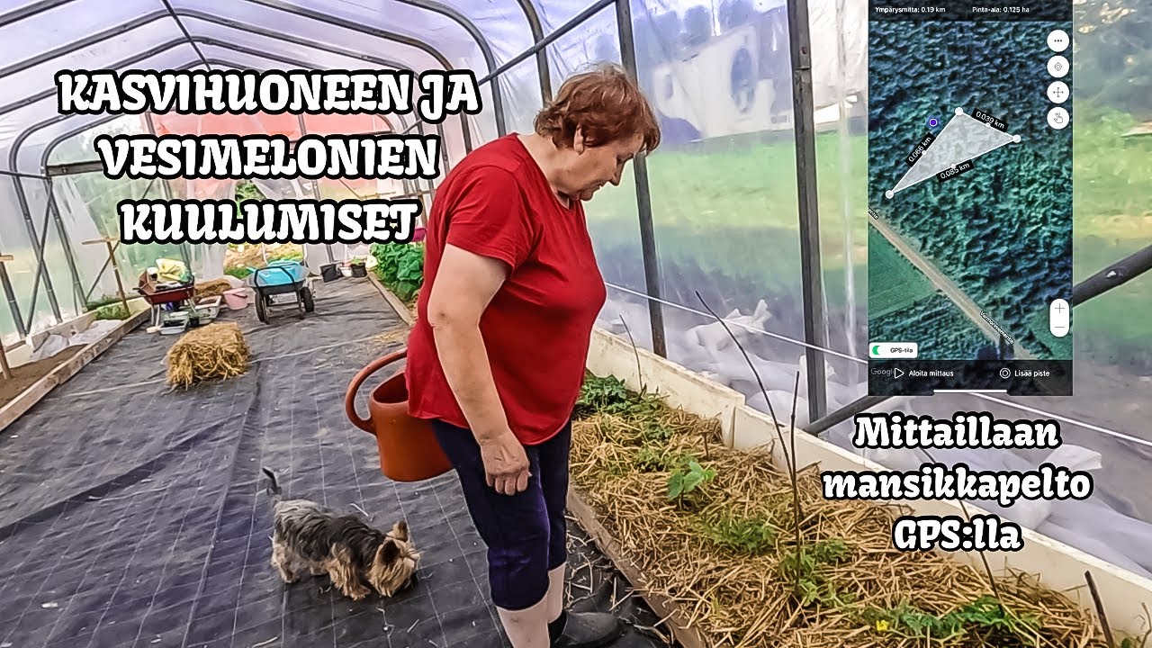 Perjantain kierros kasvihuoneessa, vesimeloneilla ja mansikkapellolla