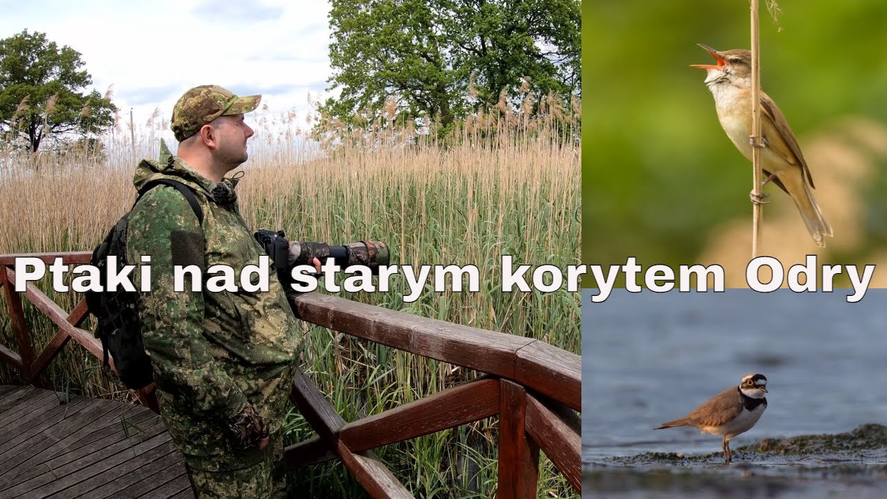 Trzciniak nad starym korytem Odry.  Brodno  #fotografia  przyrodnicza ptaków