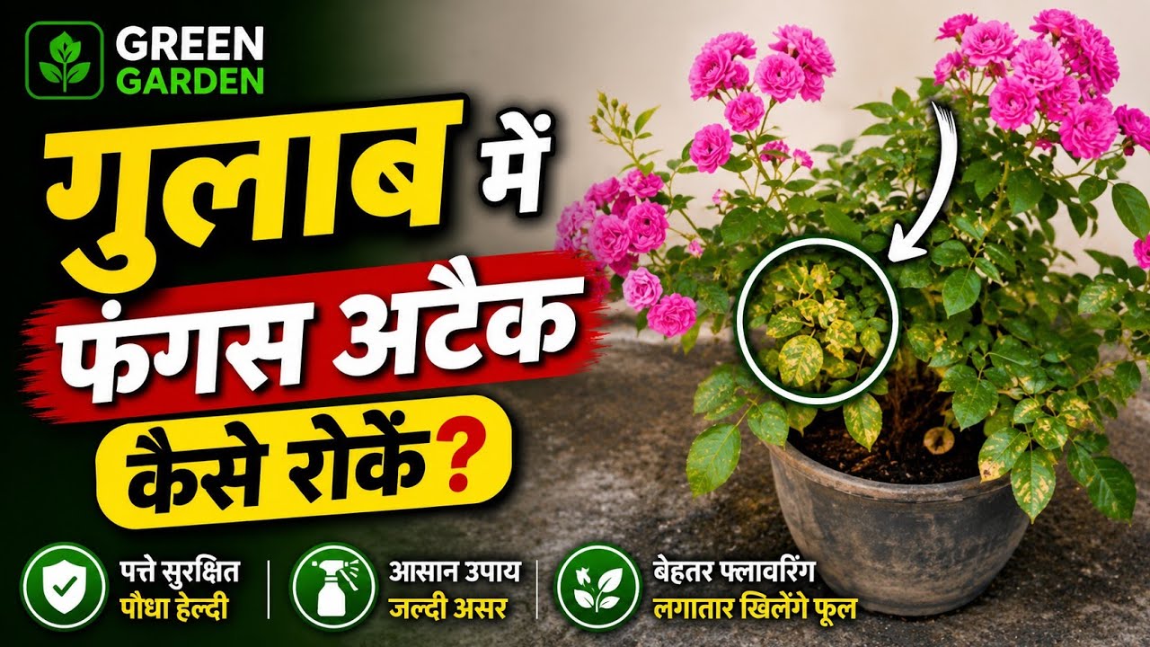Fungus attack ? Fungus attack on Rose plant || how to prevent Fungus from Rose Plant ||