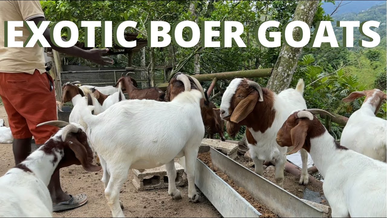 BOER GOATS FEATURES IN RURAL ST.ANDREW JAMAICA || EXOTIC BOER GOATS || GOAT FARMING || SHOW GOATS