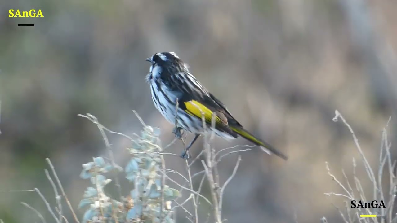 Incredible Close-Up of New Holland Honeyeater | Nature Shorts.