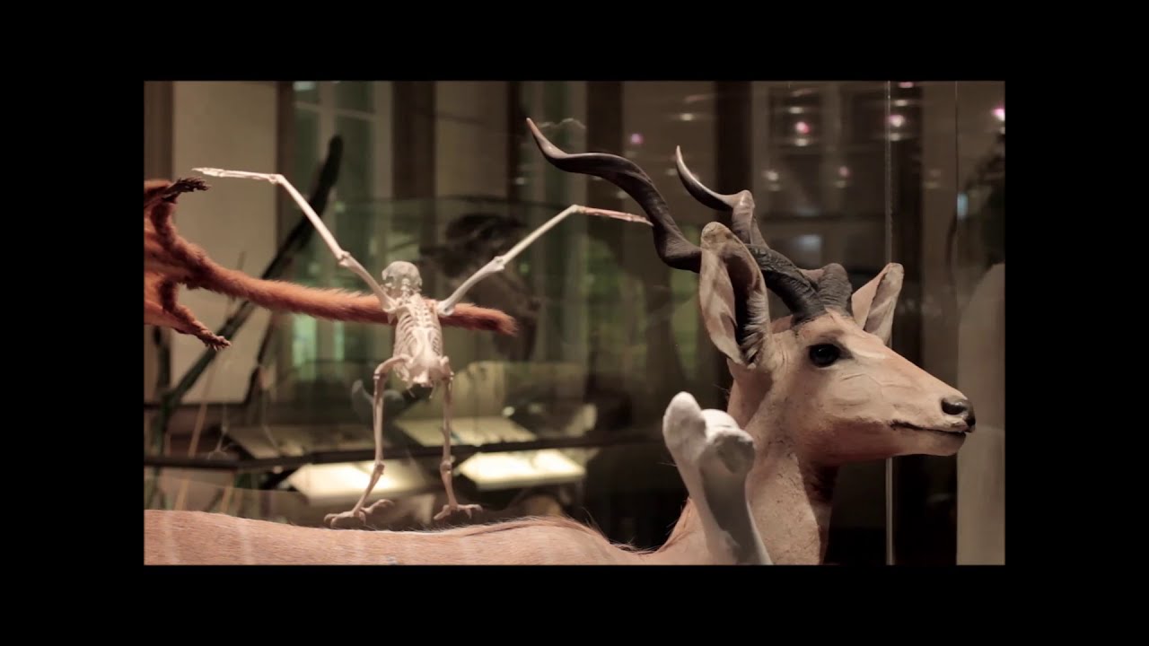 Imagefilm: Das Naturkundemuseum Stuttgart
