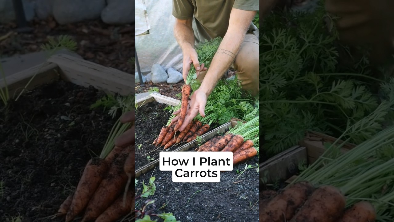 🥕 Comment CARROT for my full seed-to-harvest growing guide!