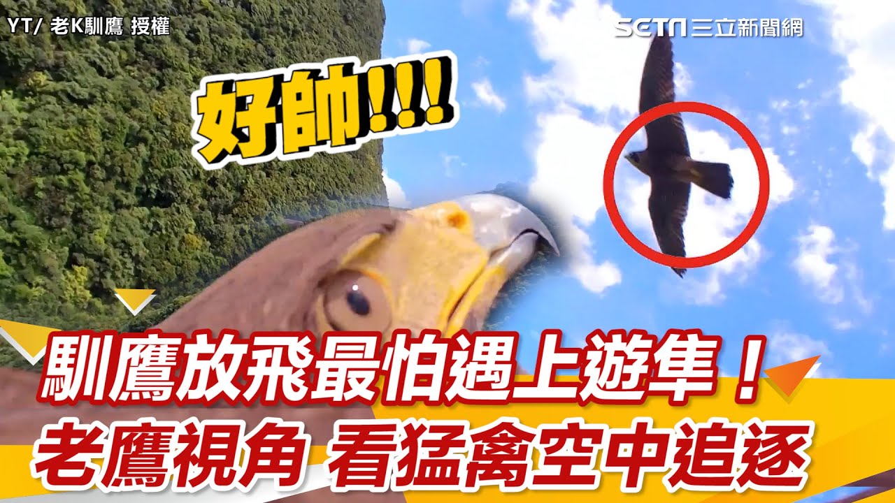 馴鷹放飛最怕遇上遊隼！老鷹視角看猛禽空中追逐畫面｜三立新聞網 SETN.com