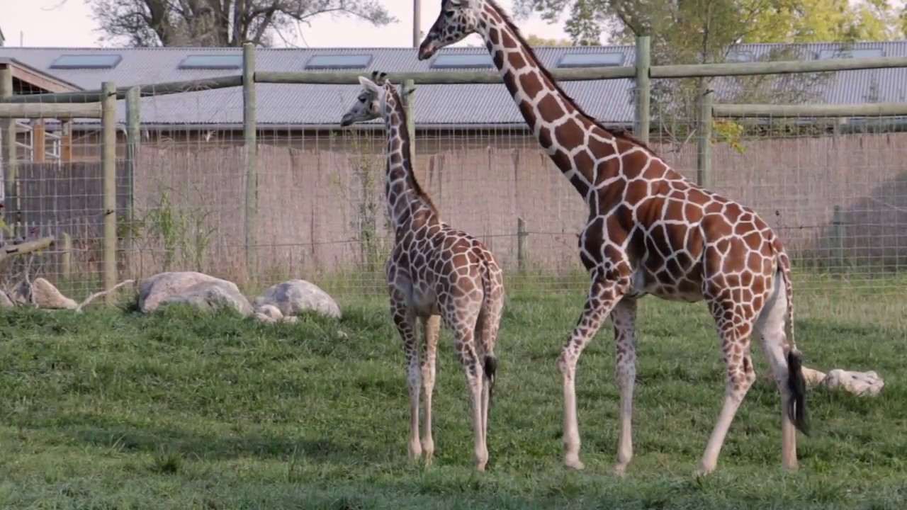 Giraffe Birth at Blank Park Zoo