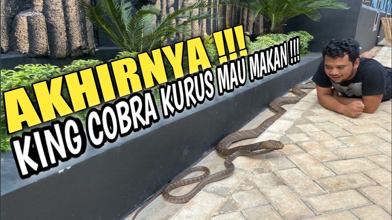 3 HARI DI RAWAT KING COBRA KURUS SERAHAN WARGA AKHIRNYA MAKAN !
