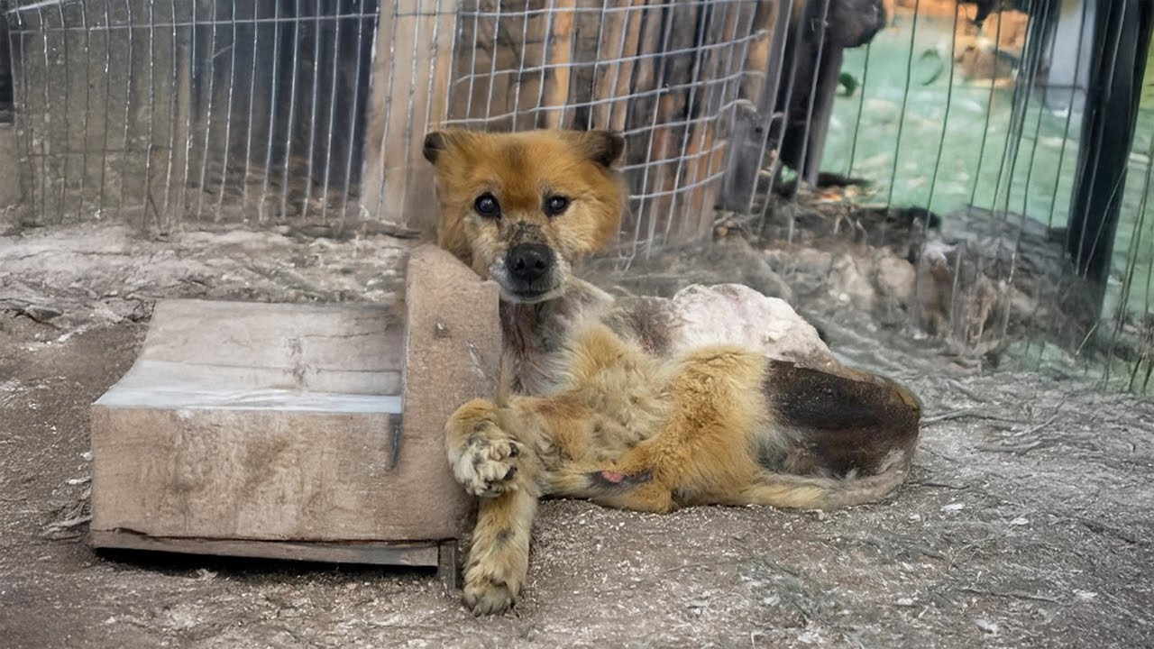 Chained Blind Dog Left Without Food or Water &ndash; You Won&rsquo;t Believe His Reaction When Freed