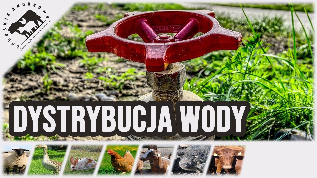 Lubuskie Angusowo - S3 E17 - System dystrybucji wody