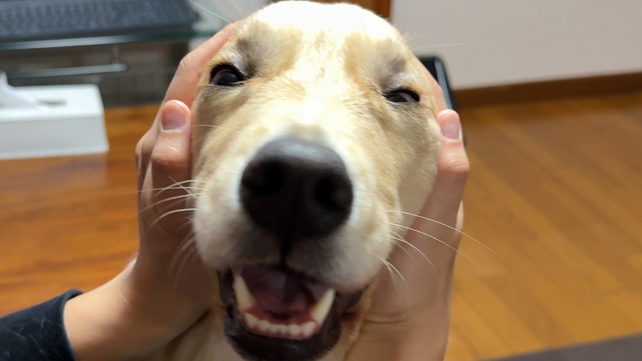 【パパ大好き！】パパの過保護すぎる愛情表現に、されるがままのゴールデンレトリバーのドンちゃん🐶愛されすぎて顔が変形！
