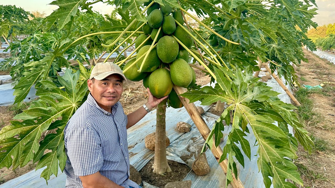 Revolutionize Your Red Lady Papaya Farm Gamit ang mga Hi-Tech but Practical Technologies